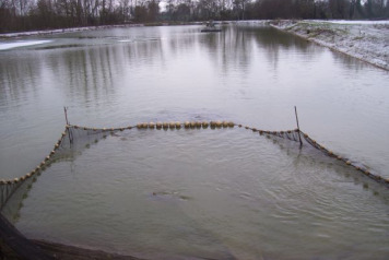 Another 55 carp stocked at Lillypool. Santa came early and emptied his sack! - 1