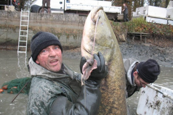 Netting Brocard Small - 2