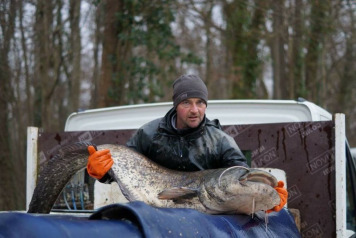 Returning Carp To The Lake - 5