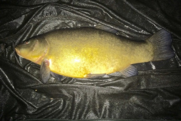 Big Tench ! - 1