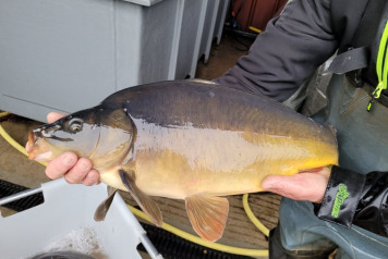 SOME FRESH NEWS FROM OLD OAKS - 7