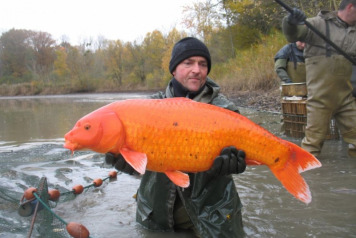 Netting Brocard Large - 3