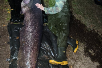 Some fresh news from Laroussi - 8