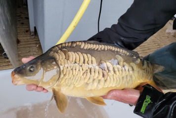 SOME FRESH NEWS FROM OLD OAKS - 11