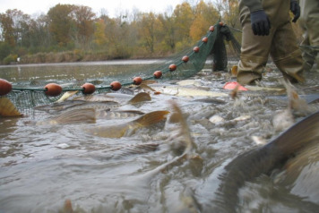 Netting Brocard Large - 1