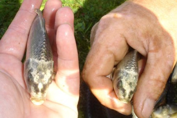 Lake William Mini Progress Updateâ€¦. - 1