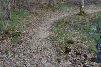 Path to Wooded Bank - 1