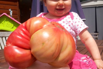 Giant Vegetables Results  - 3