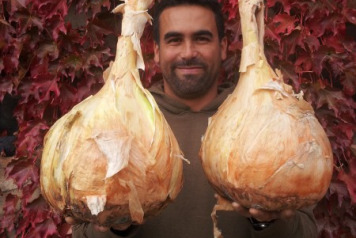 Giant Vegetables Results  - 6