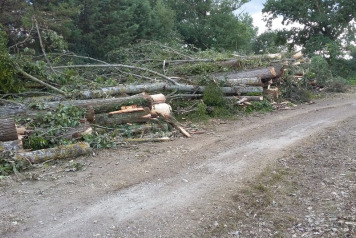 Tree Felling at Old Oaks - 1
