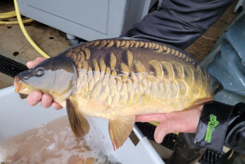 SOME FRESH NEWS FROM OLD OAKS - 13