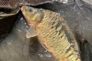 Additional Stocking - 2