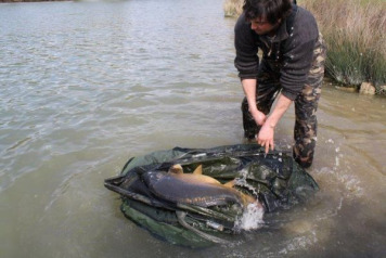 21 x 30lb+ carp stocked - 2