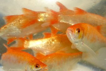 Lake William Mini Progress Updateâ€¦. - 2