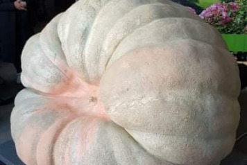 Some fresh news from Laroussi - 13