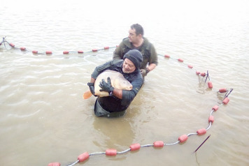 Netting and Additional Stocking 2017 - 7