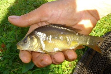 Lake William Mini Progress Updateâ€¦. - 3