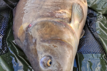 Bait test and catches - 2