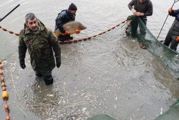 Annual Netting & Additional Stocking - 2