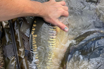 Additional Stocking - 4