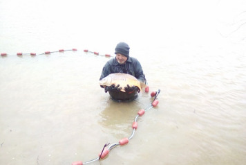 Netting and Additional Stocking 2017 - 2