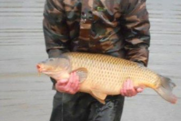 Additional carp stocked - 5