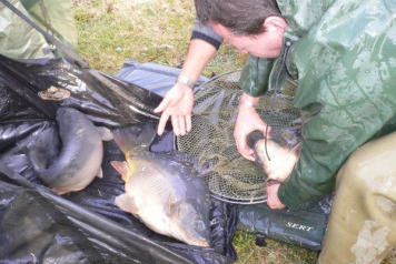 Additional stock added ! - 4