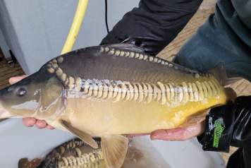 SOME FRESH NEWS FROM OLD OAKS - 6