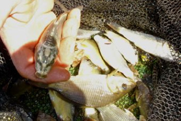 Lake William Mini Progress Updateâ€¦. - 5