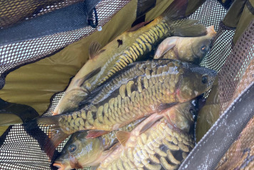 Additional Stocking - 1