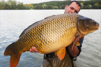 Another large additional stocking of carp to over 60lb - 1
