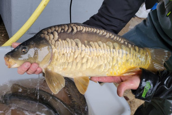 SOME FRESH NEWS FROM OLD OAKS - 10