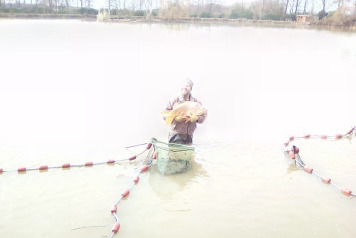 Netting and Additional Stocking 2017 - 4