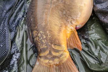 Bait test and catches - 4