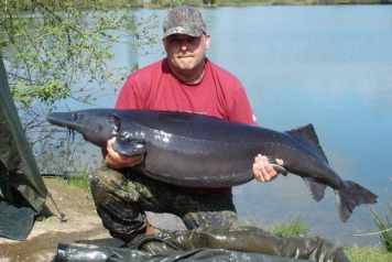 New lake record sturgeon!  - 2