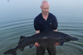 New lake record sturgeon!  - 1