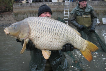 Netting Brocard Small - 4