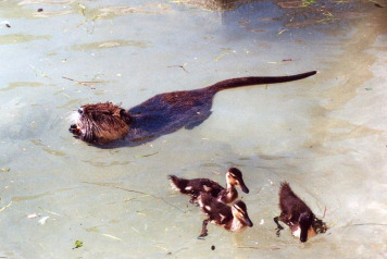 Constant battle with contemptible Coypu! - 1
