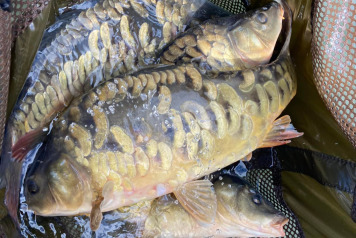 Additional Stocking - 3