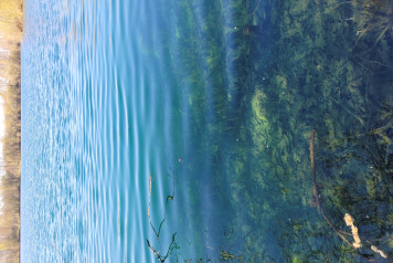 Laroussi dyed last week - 1