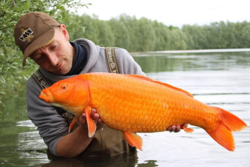 Koi at Fullys Lake - 7