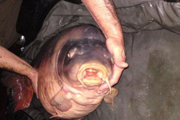 75lb 2oz record mirror!!!! - 2