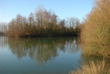 49lb mirror carp stocked - 5