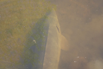 Stocking A New Species - 4