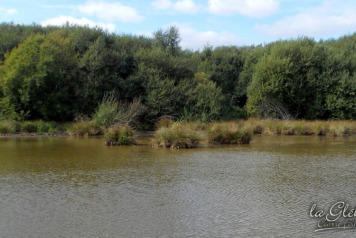 Lake William Island is Completed! - 1