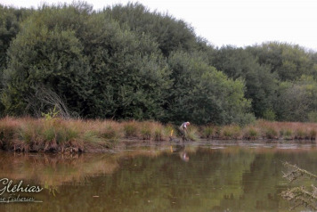 Lake William Island is Completed! - 4