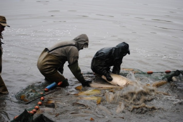 Annual Netting at Brocard Large - 3
