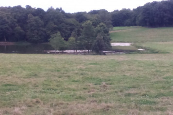 Weed Development - 2