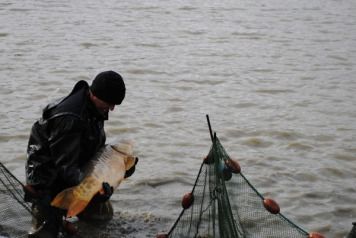 Annual Netting at Jonchery - 5