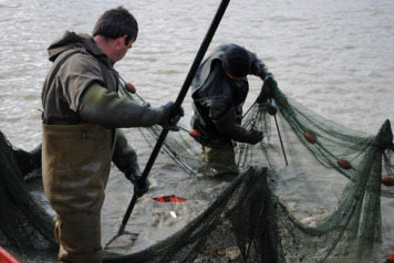 Annual Netting at Jonchery - 4